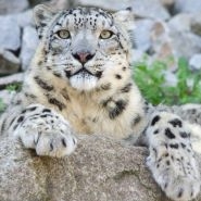 Wellington Zoo Snow Leopard